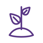 Plantita